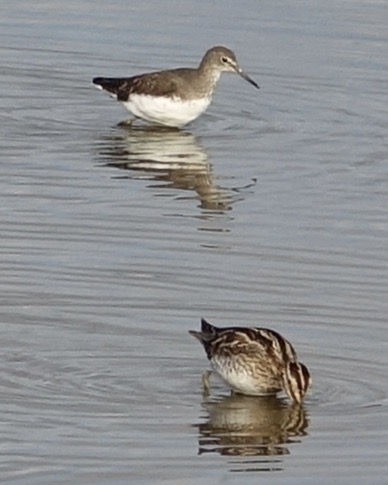 green sandpiper